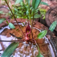 Cryptocoryne × willisii Reitz